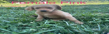 Bernedoodle Puppy 7