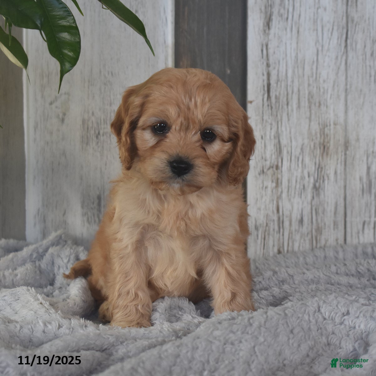Cavapoo dogs Jimmy - Ad 11