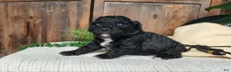 Mini Bernedoodle dogs for sale: Brock - Ad 11