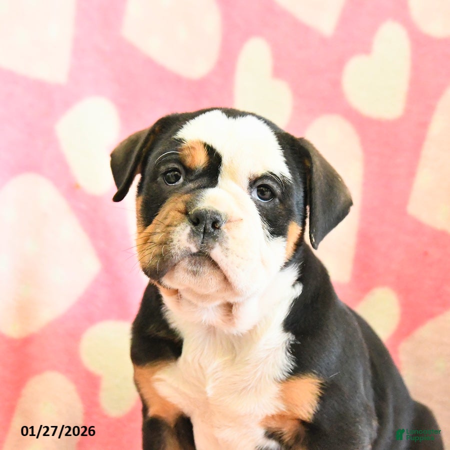 Olde English Bulldogge dogs Bella   - Ad 2