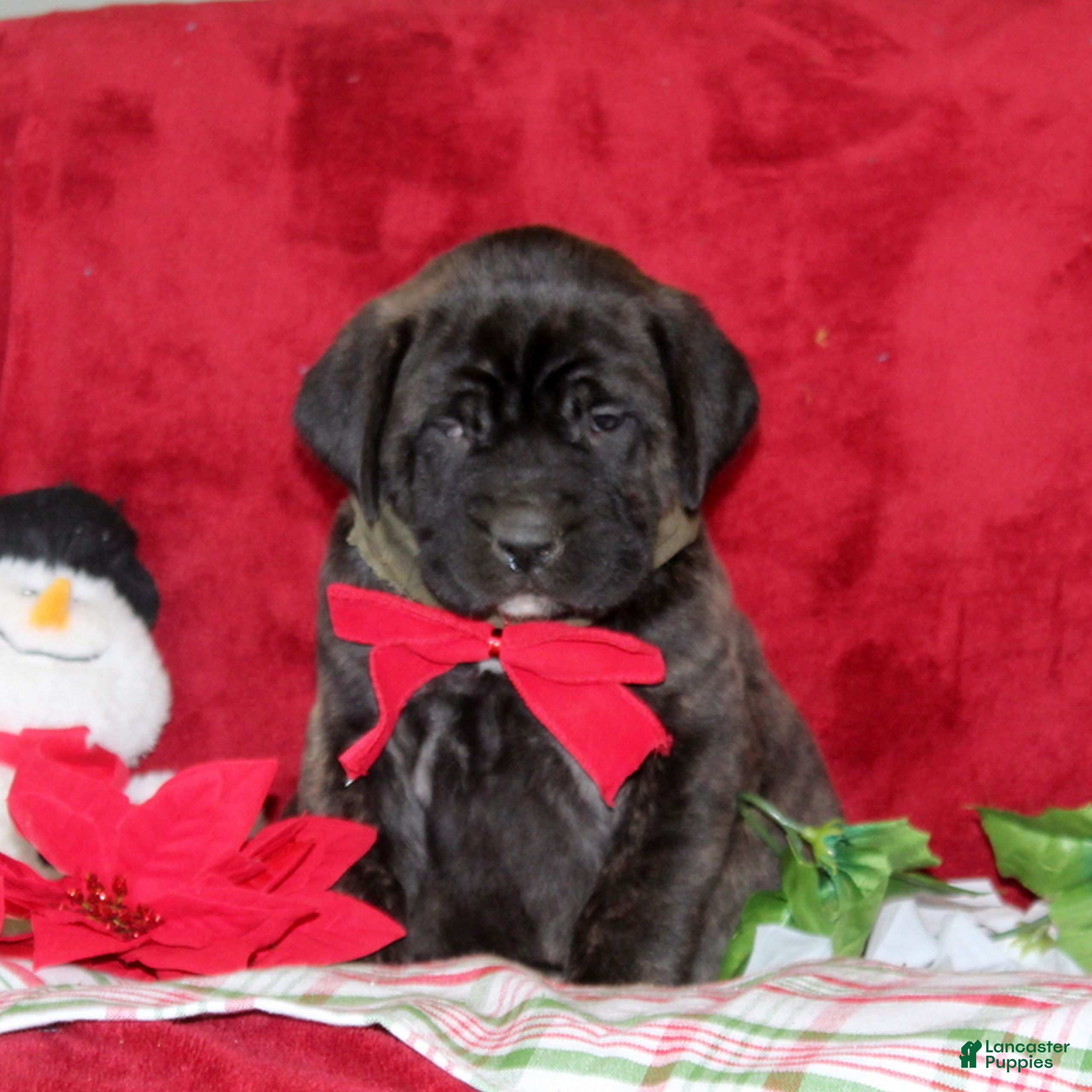 English Mastiff dogs Tessa  - Ad 10