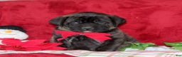 English Mastiff dogs for sale: Tessa  - Ad 1