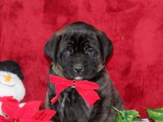 English Mastiff dogs Tessa - Ad 11