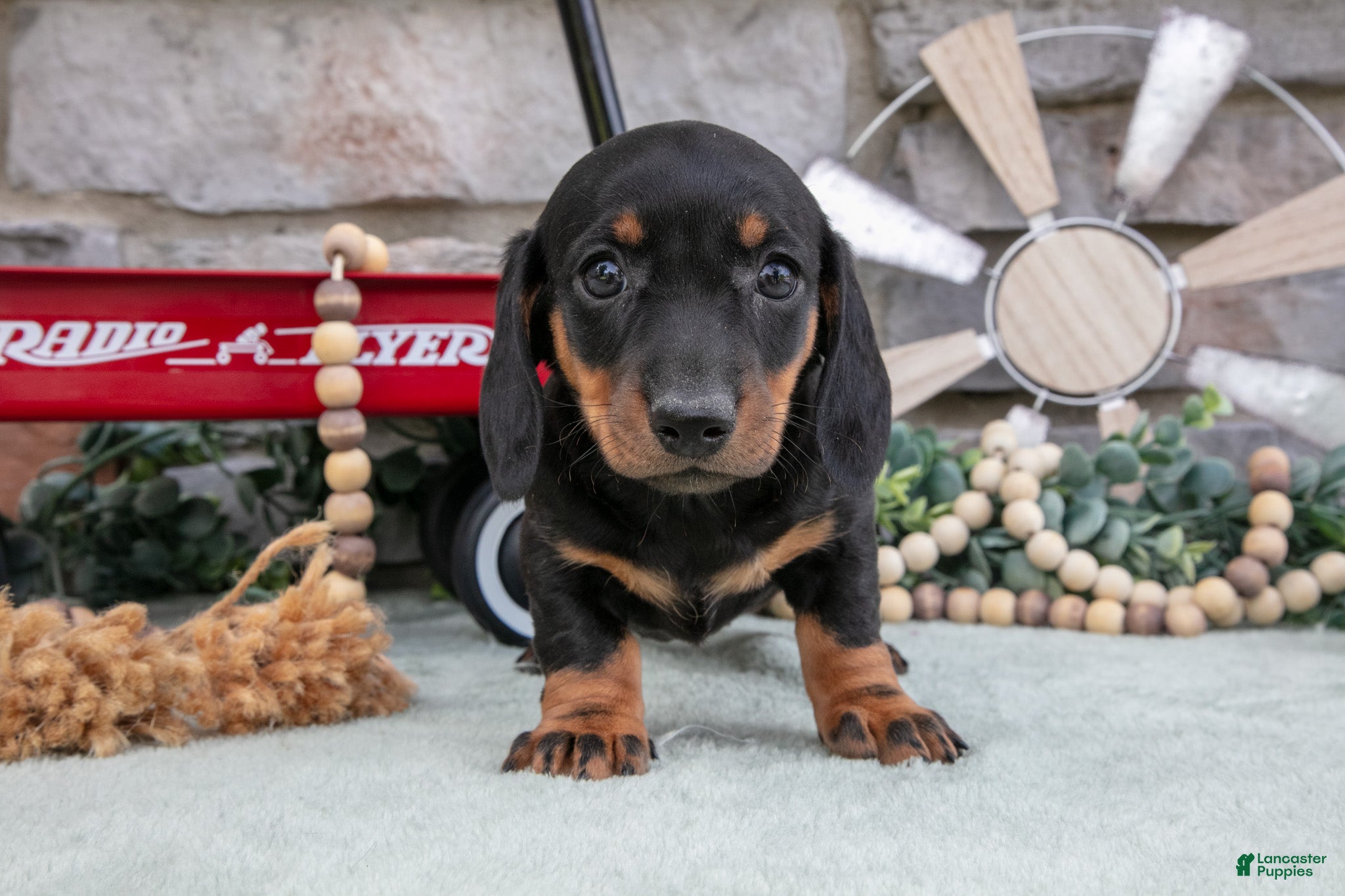Miniature Dachshund dogs Mia - Ad 2