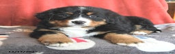 Bernese Mountain Dog dogs for sale: Betsy - Ad 3