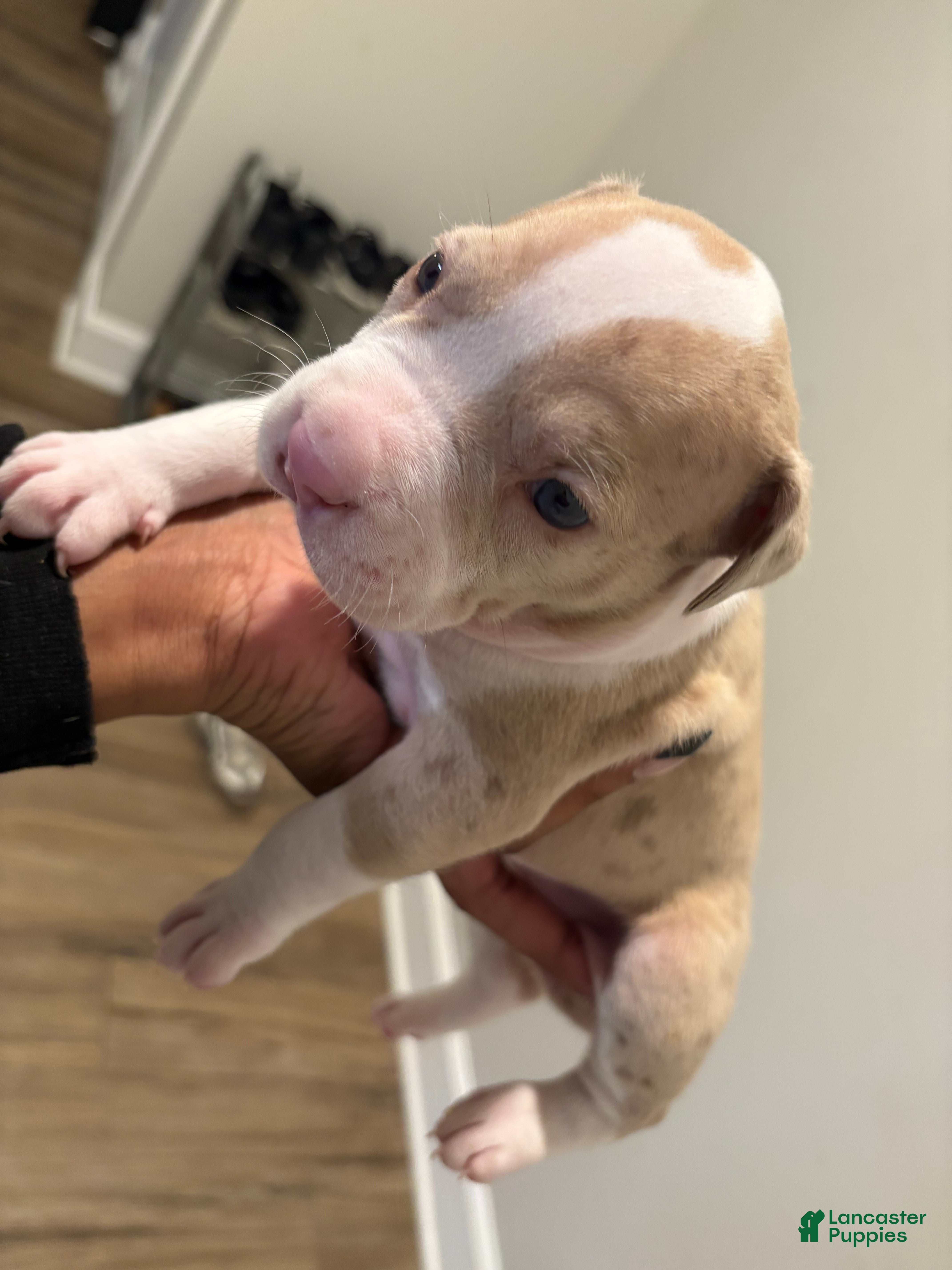 American Pit Bull Terrier dogs American Pit Bull Terrier Puppy 6 - Ad 25