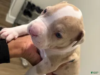 American Pit Bull Terrier dogs American Pit Bull Terrier Puppy 6 - Ad 25