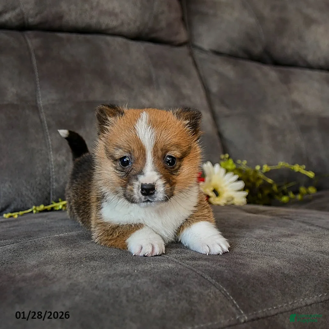 Welsh Corgi Pembroke dogs for sale: Toffee - Ad 3