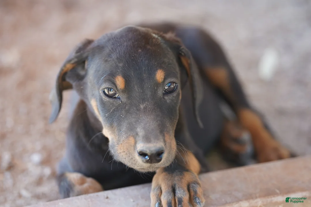 Doberman Pinscher dogs for sale: Milhouse - Ad 2