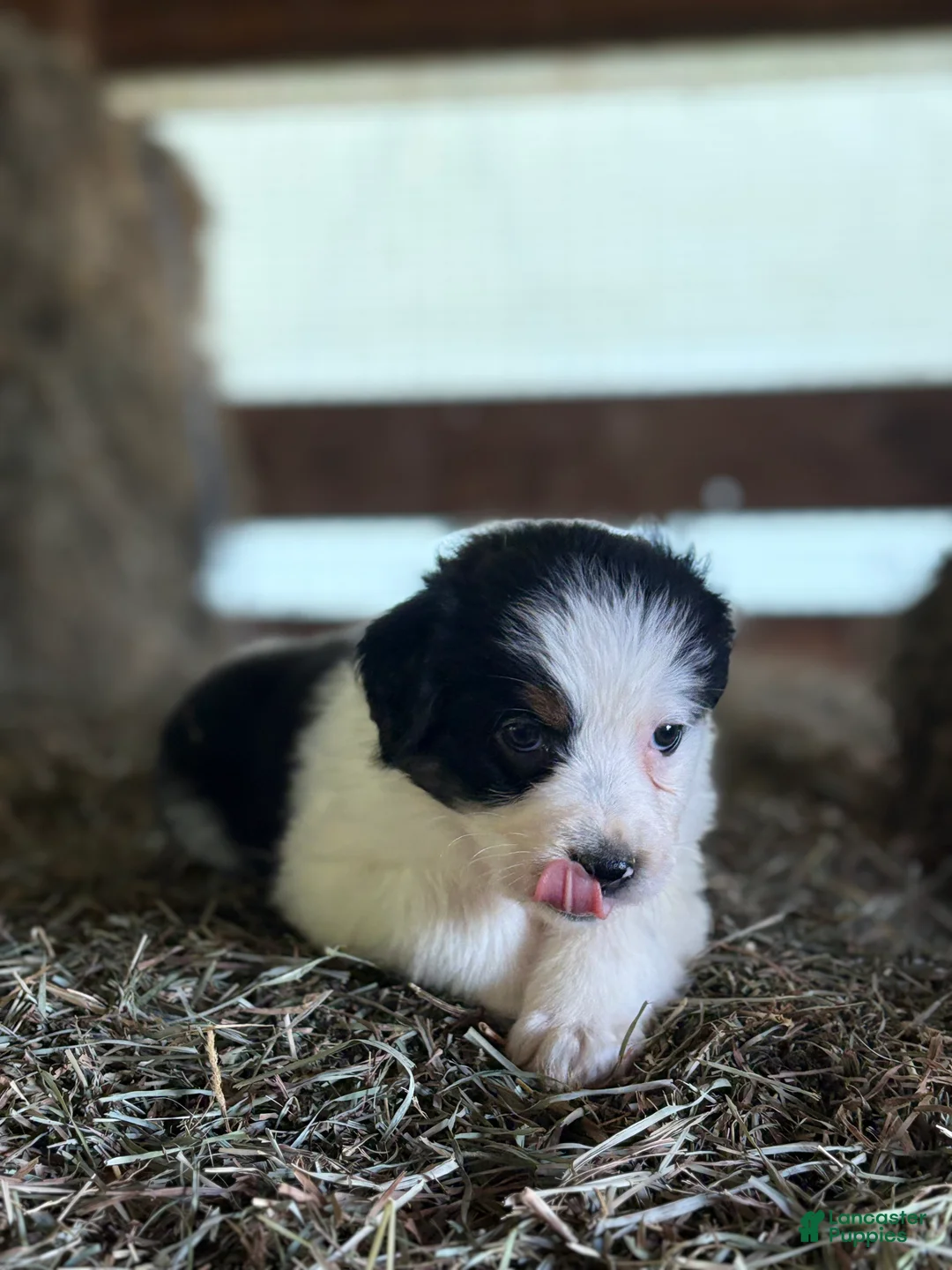 Australian Shepherd dogs for sale: Bella - Ad 2