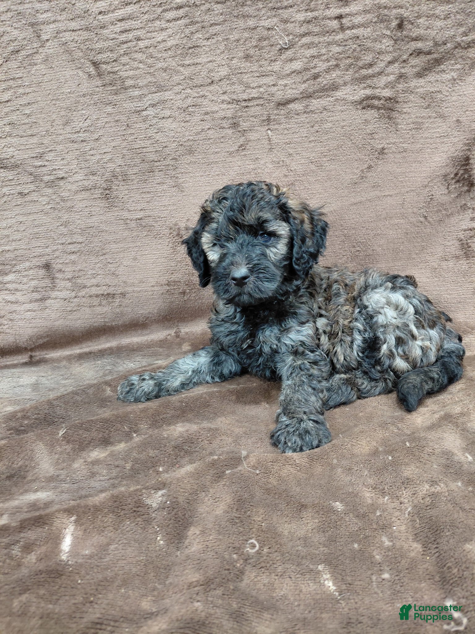 Mini Goldendoodle dogs for sale: Mini Goldendoodle Puppy 1 - Ad 3