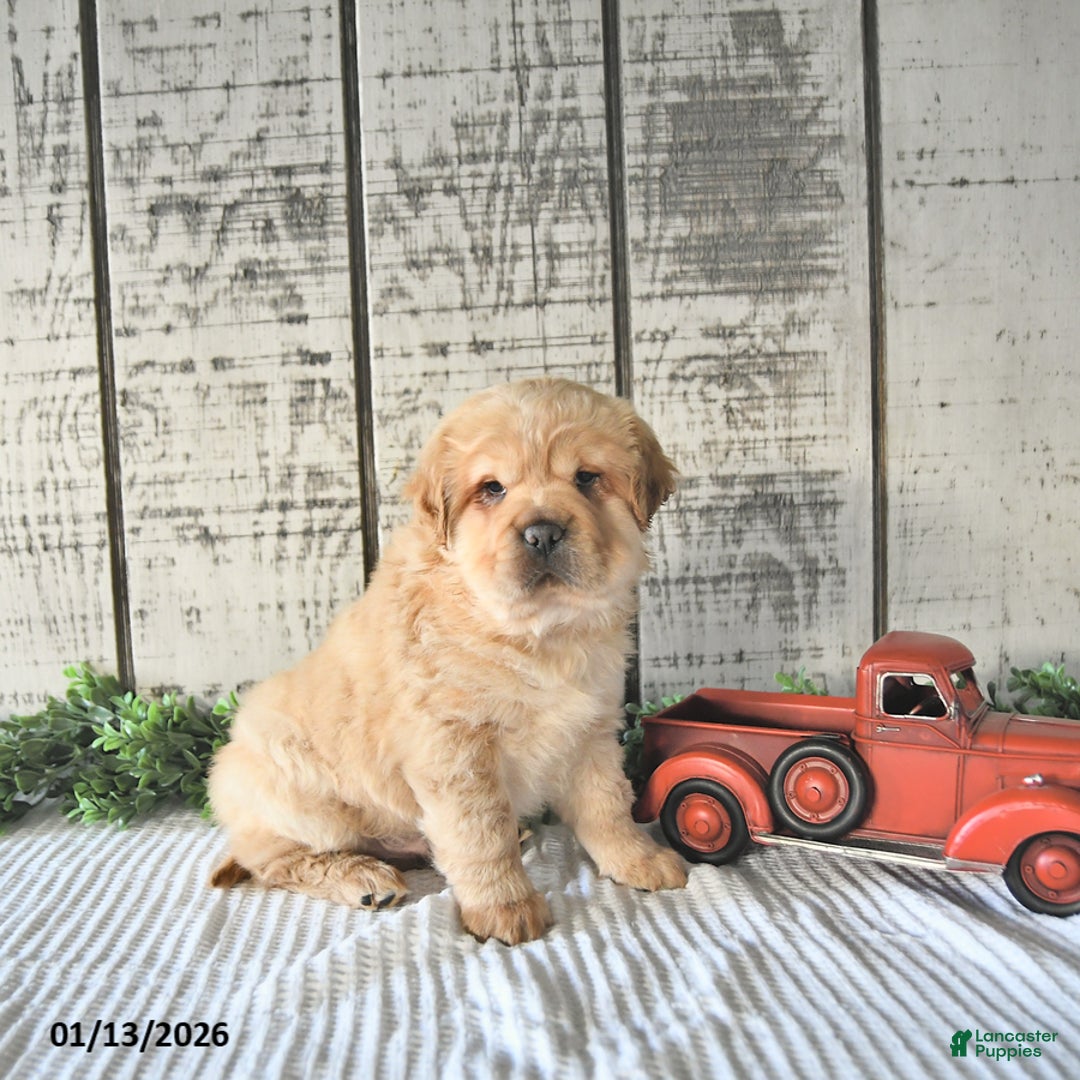 Mini Hippo dogs for sale: Damon - Ad 4