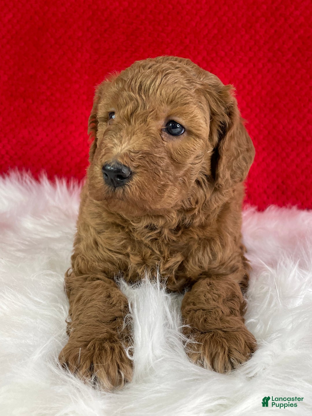 Mini Goldendoodle dogs for sale: Jack - Ad 6