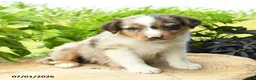 Australian Shepherd dogs for sale: Pierce - Ad 1