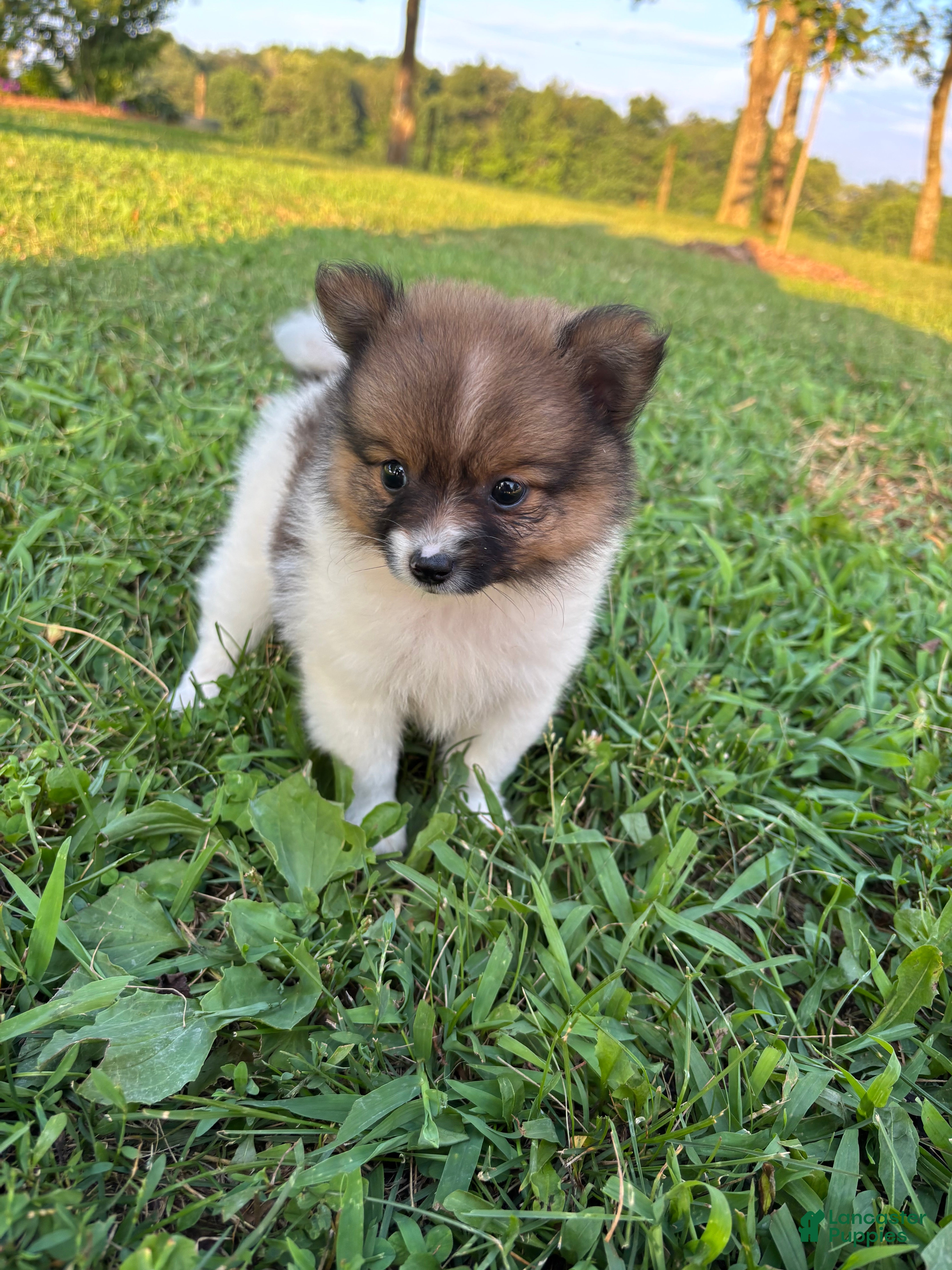 Pomeranian dogs Nala - Ad 2