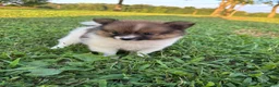 Pomeranian dogs for sale: Nala - Ad 2