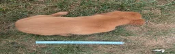 Golden Retriever dogs for sale: Abbott - Ad 9