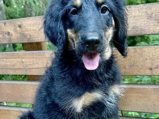 Bernedoodle dogs - Ad 22