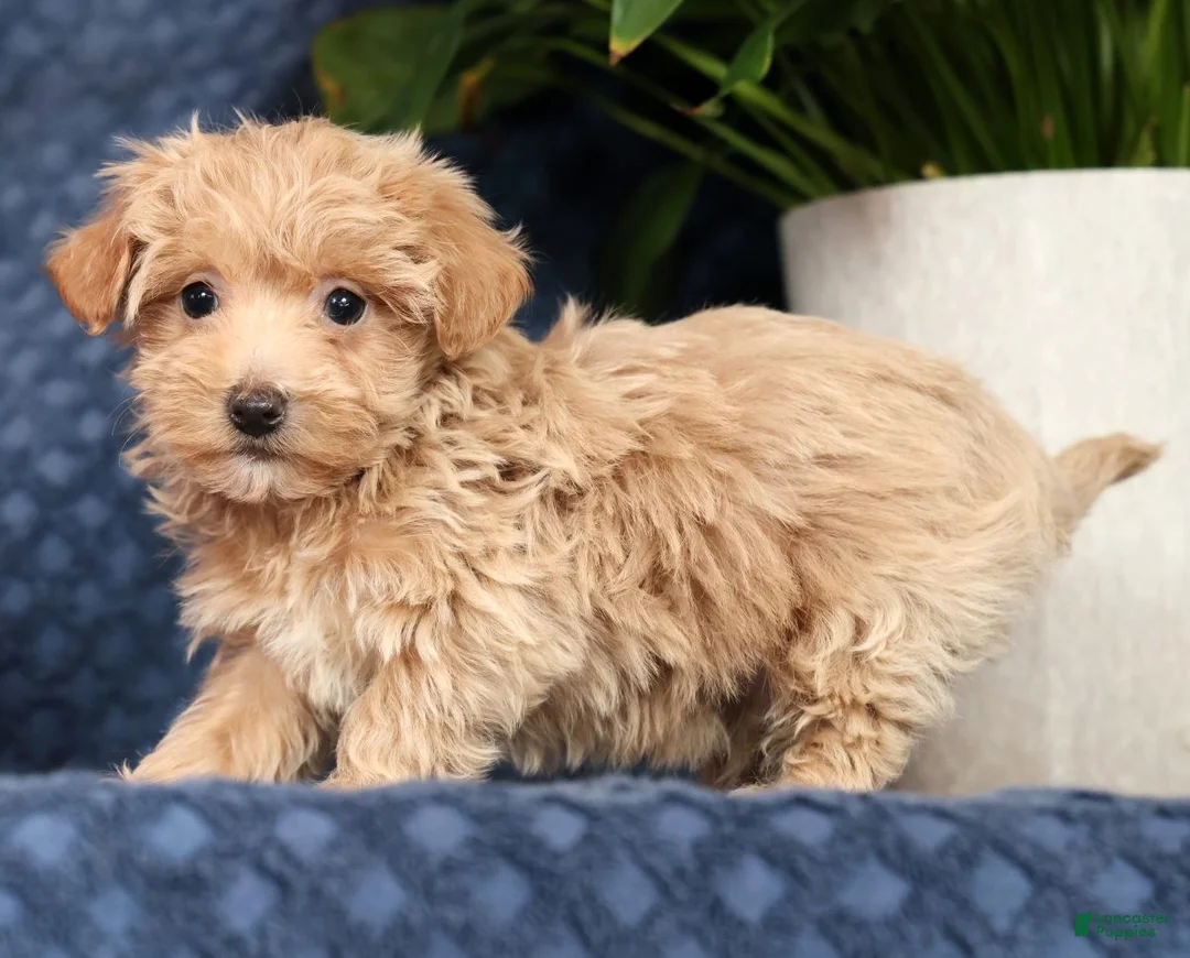 Havapoo dogs for sale: Randy - Ad 2