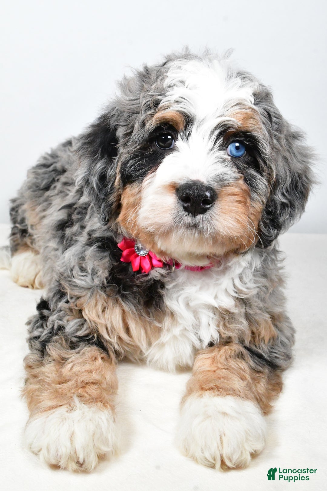Mini Bernedoodle dogs for sale: Crystal - Ad 4