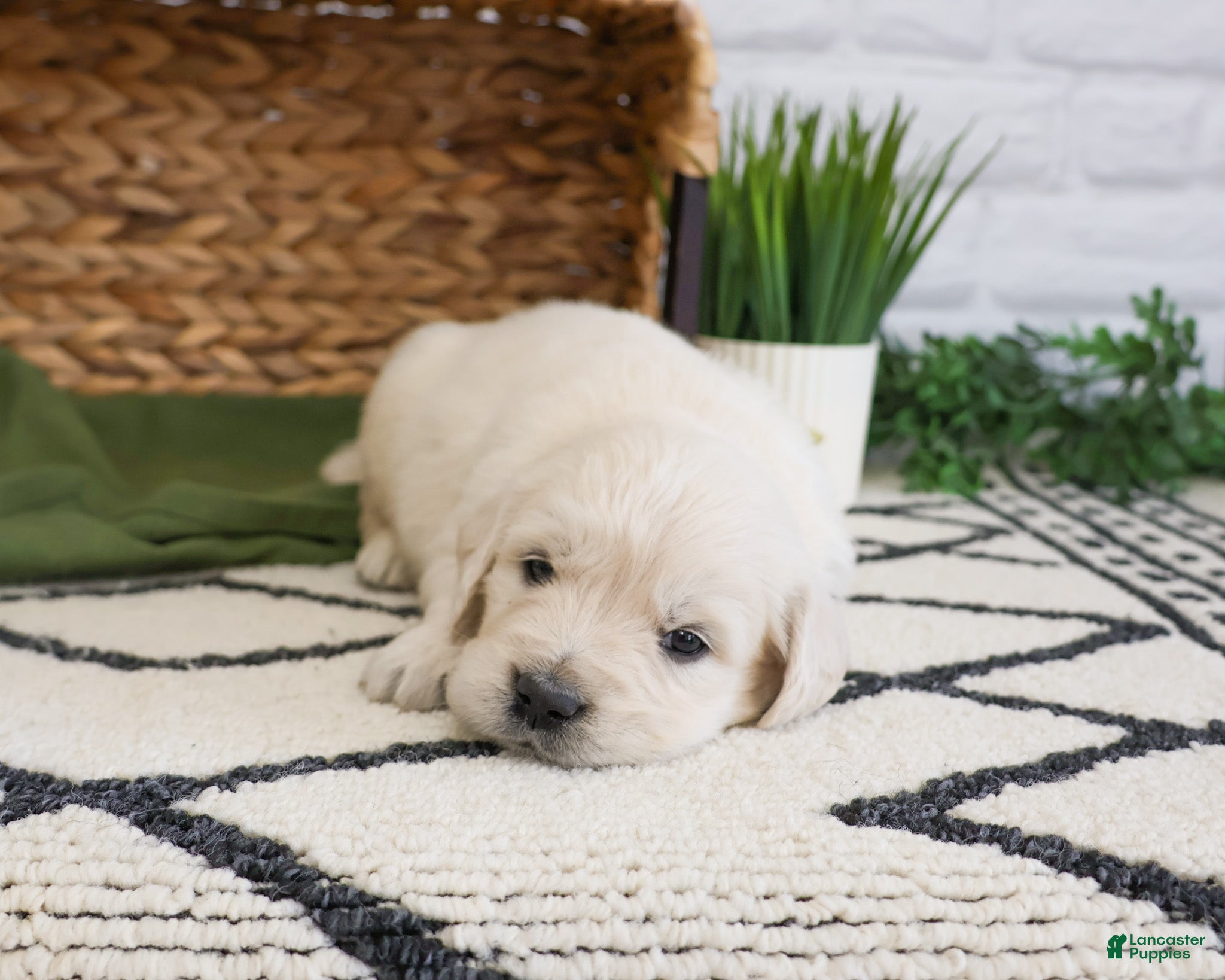 Golden Retriever dogs Texas - Ad 40