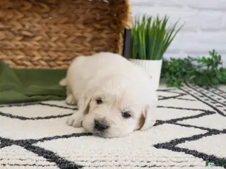 Golden Retriever dogs Texas - Ad 40