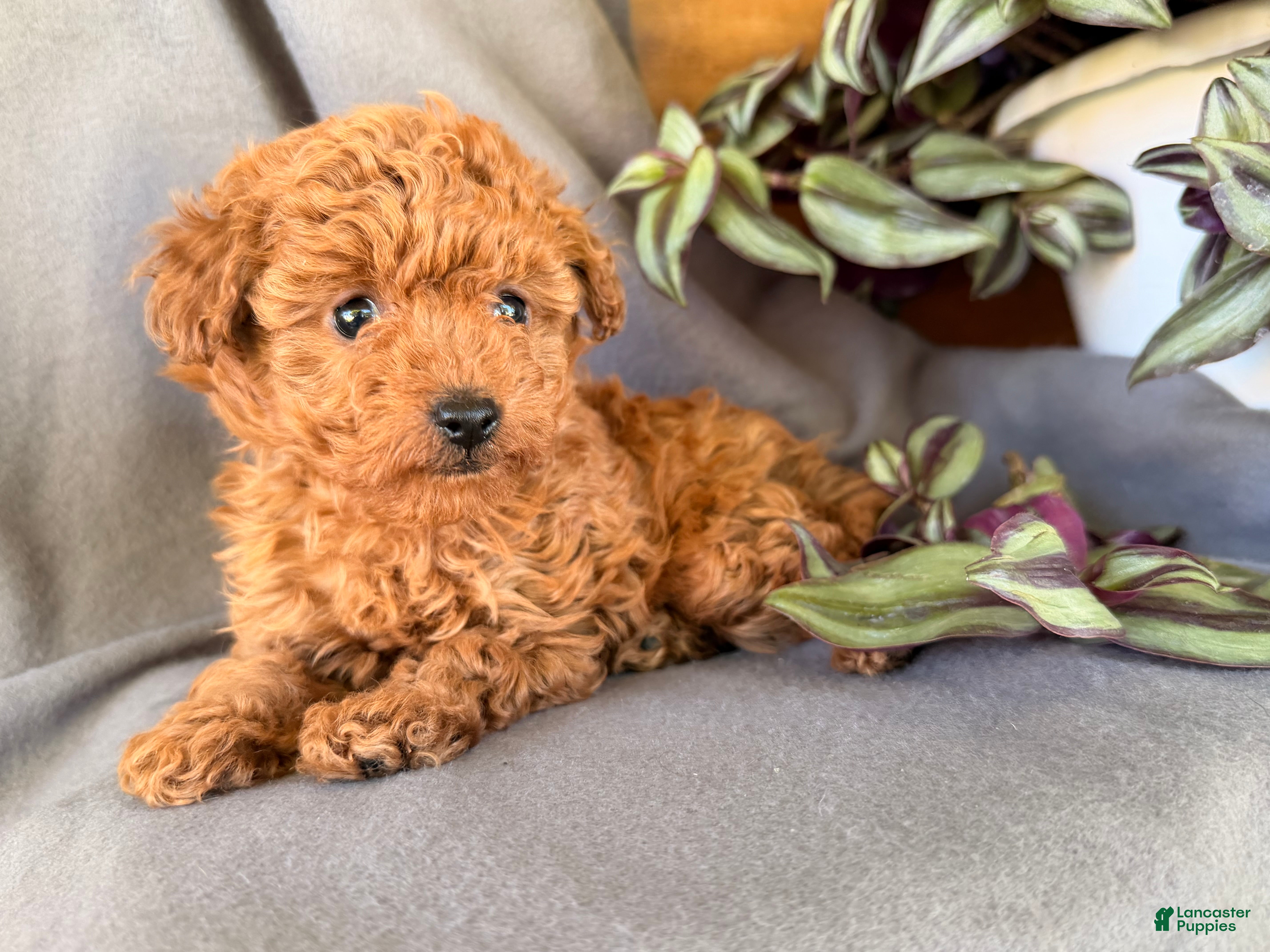 Toy Poodle dogs Willow  - Ad 2