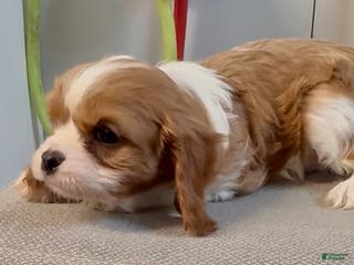 Cavalier King Charles Spaniel dogs Abel - Ad 40