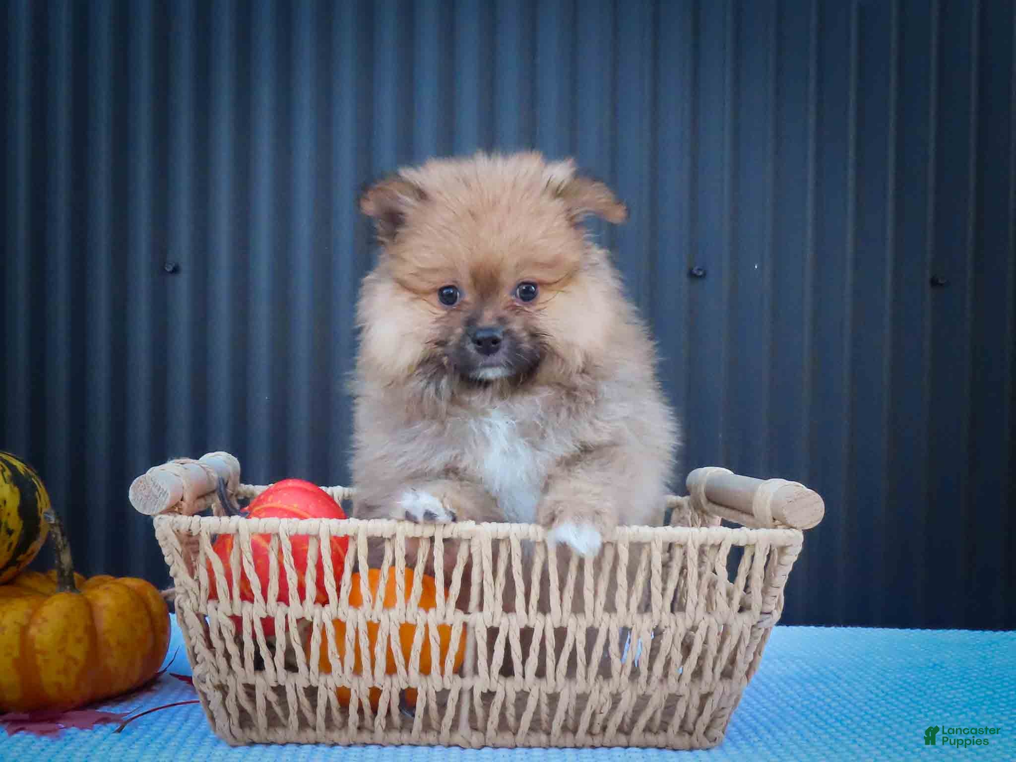 Pomeranian dogs 🐾 Meet Rambo — A Bouncy Little Ball of Fluff! 🐾 - Ad 2