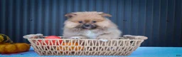 Pomeranian dogs for sale: 🐾 Meet Rambo — A Bouncy Little Ball of Fluff! 🐾 - Ad 2