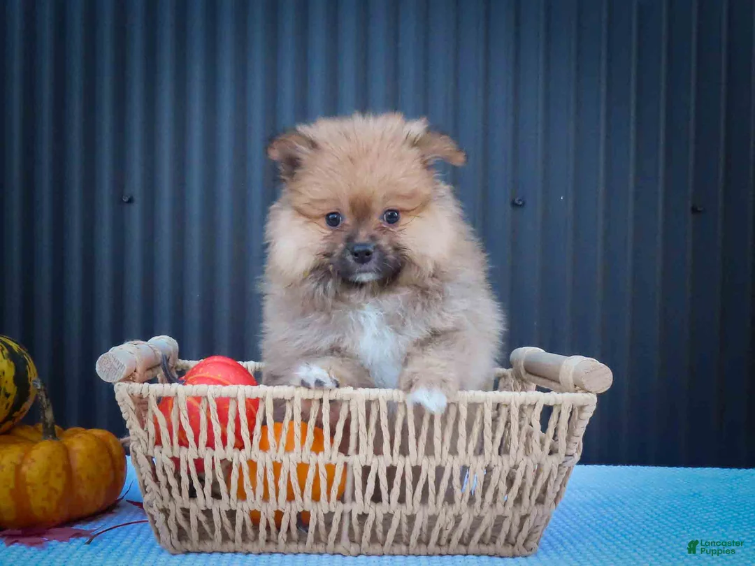 Pomeranian dogs for sale: 🐾 Meet Rambo — A Bouncy Little Ball of Fluff! 🐾 - Ad 2