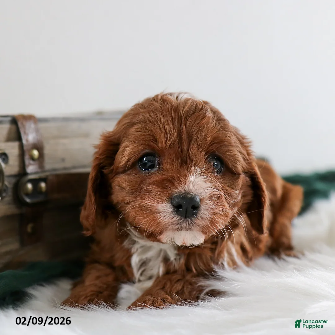 Cavapoo dogs for sale: Bella   - Ad 3