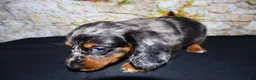 Miniature Dachshund dogs for sale: Avery - Ad 6