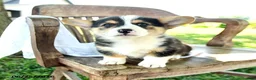 Welsh Corgi Pembroke dogs for sale: Renelle - Ad 5