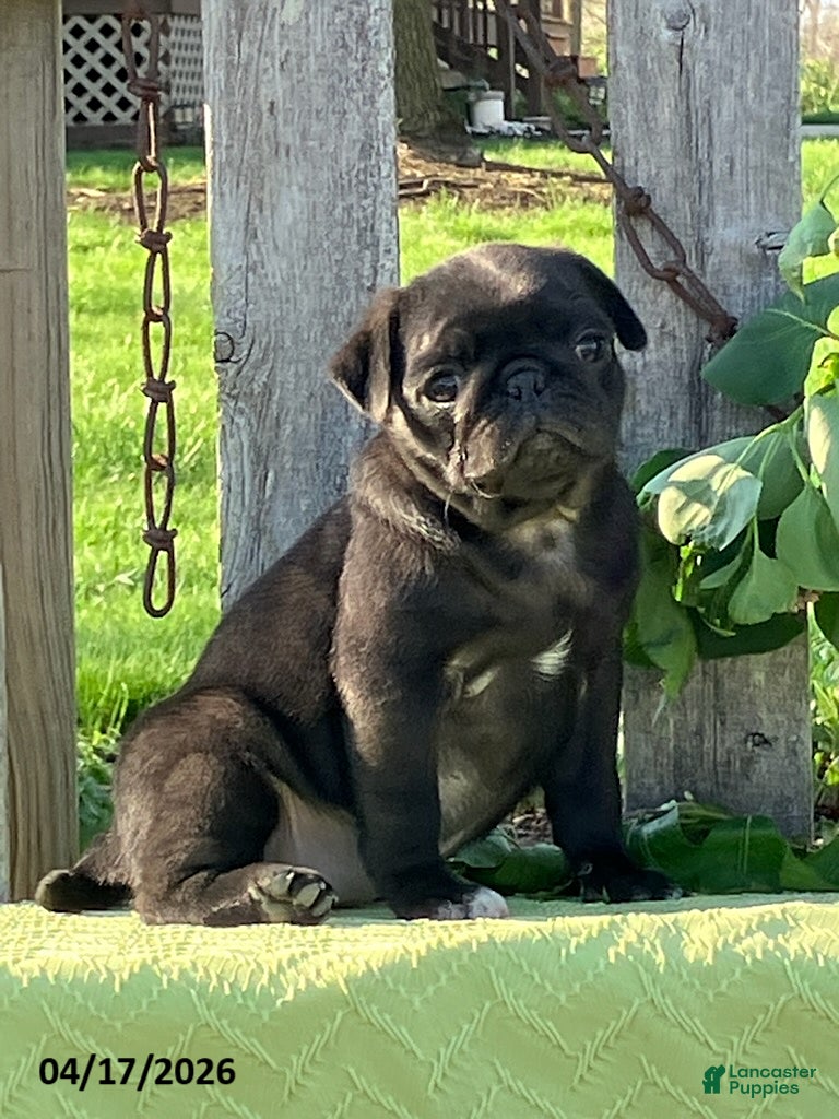 Pug dogs Lilac - Ad 1