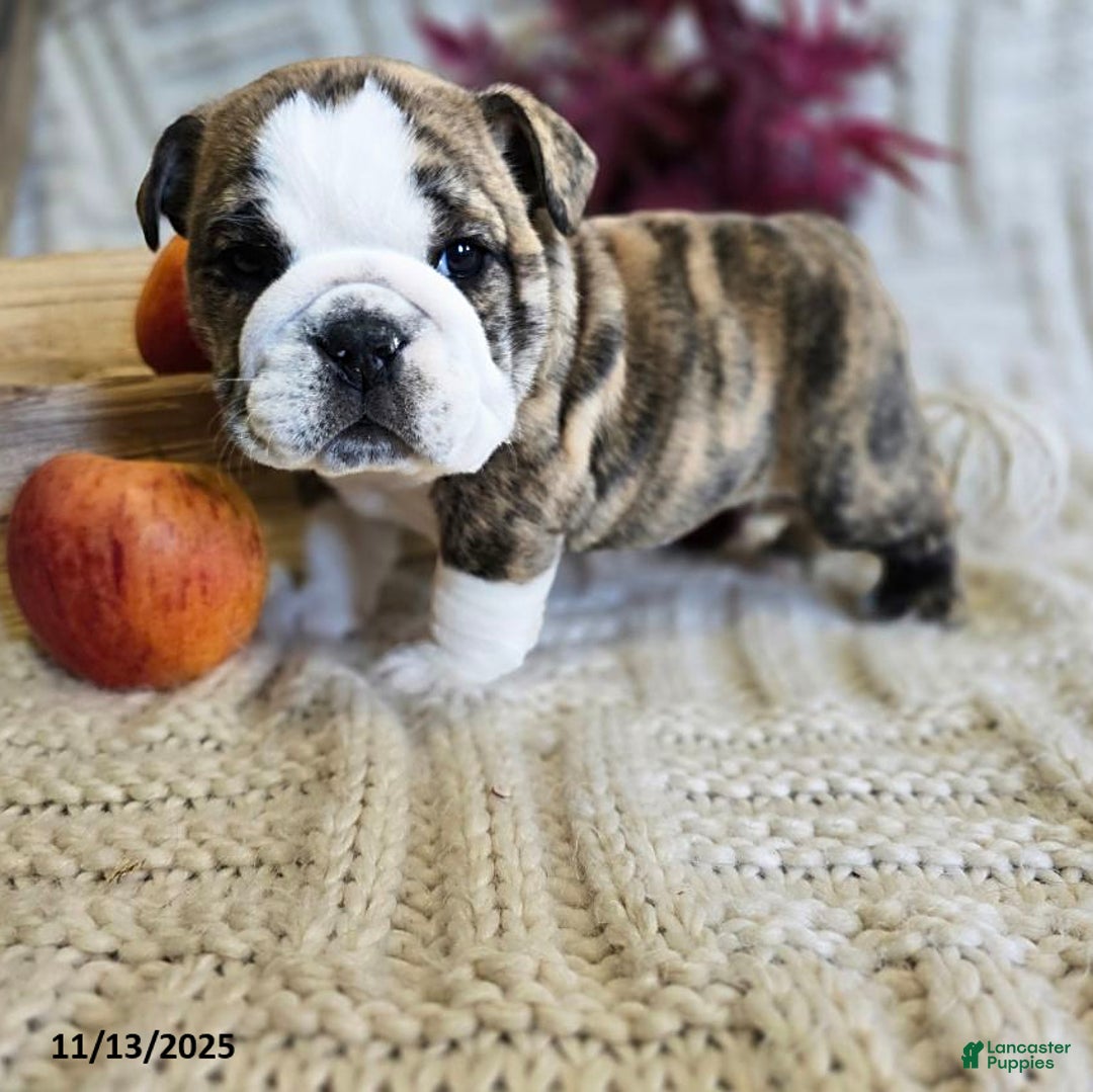 English Bulldog dogs for sale: Maria  - Ad 10