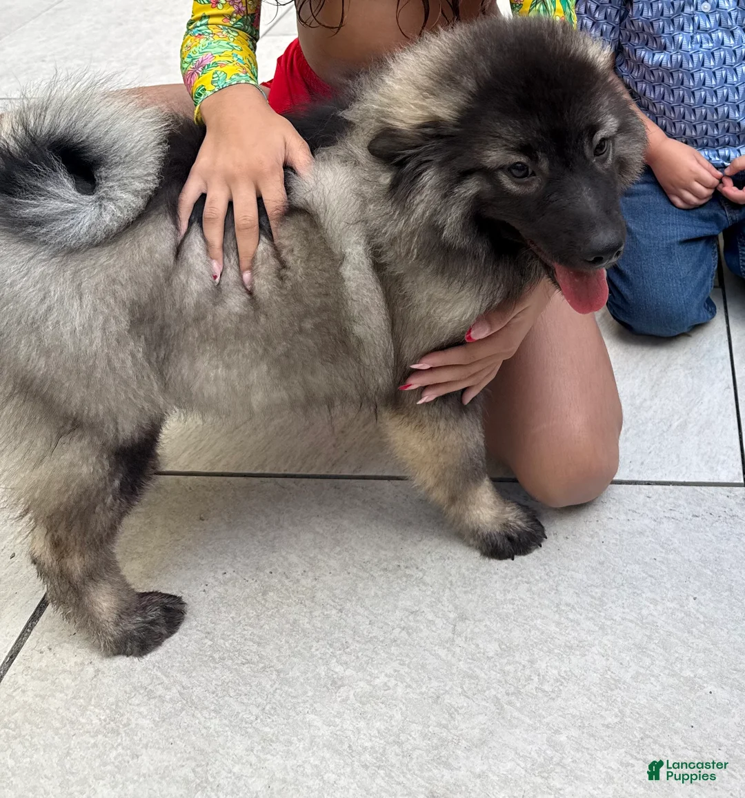 Keeshond dogs for sale: Keeshond (RIRI) - Ad 1