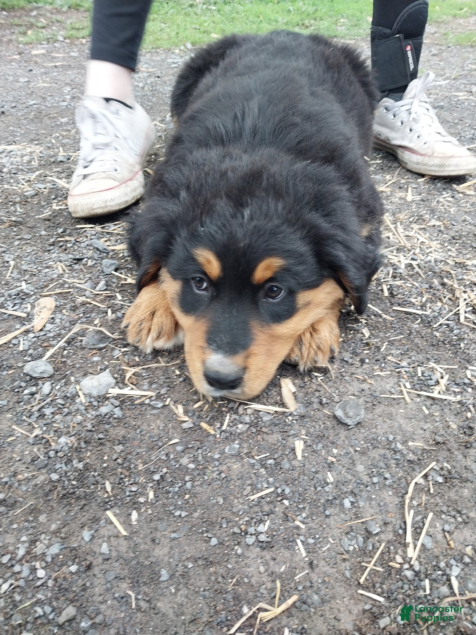 Mixed Breed dogs Mixed Breed Puppy 4 - Ad 24
