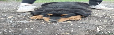 Mixed Breed Puppy 4