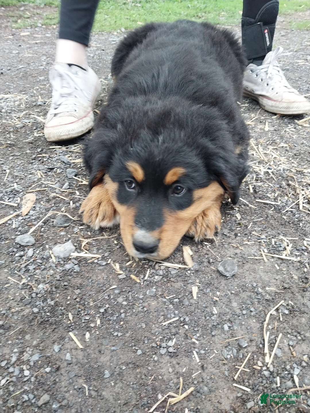 Mixed Breed dogs for sale: Mixed Breed Puppy 4 - Ad 1