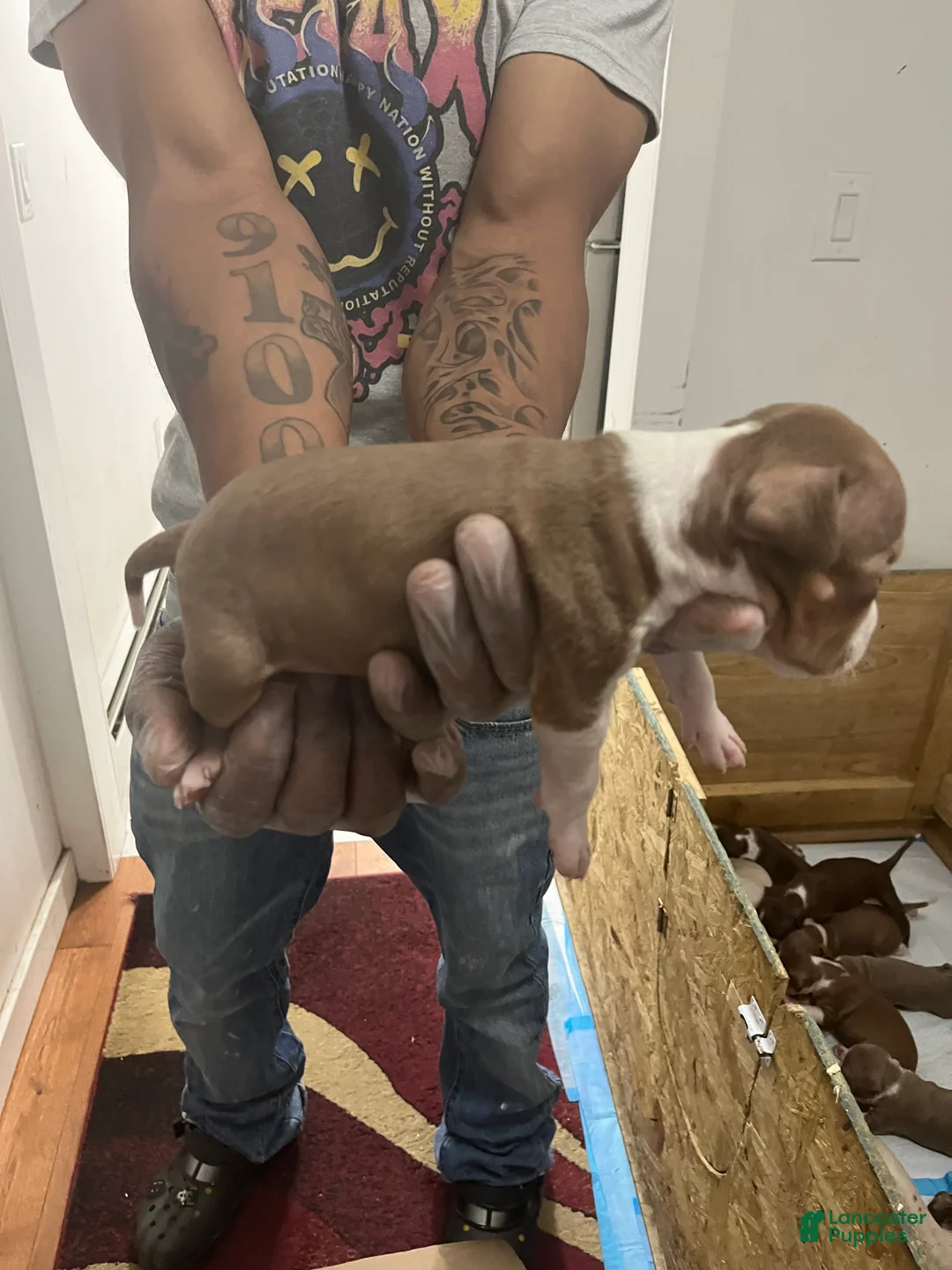 American Pit Bull Terrier dogs for sale: American Pit Bull Terrier 1 - Ad 2