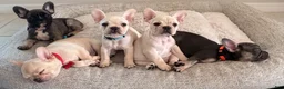 French Bulldog dogs for sale: Your new best friend - Ad 4