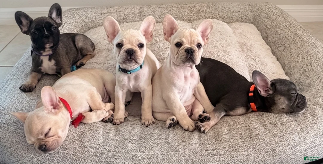 French Bulldog dogs for sale: Your new best friend - Ad 4