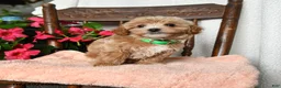 Maltipoo dogs for sale: Scott - Ad 4