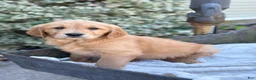 Golden Retriever dogs for sale: Melon - Ad 1