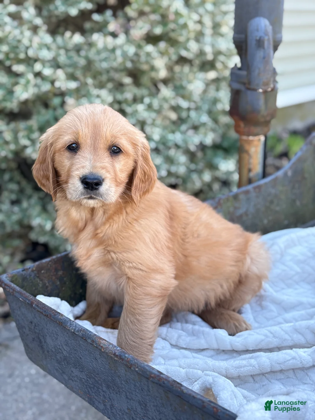Golden Retriever dogs for sale: Melon - Ad 1