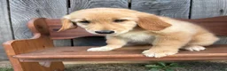 Golden Retriever dogs for sale: Duke - Ad 16