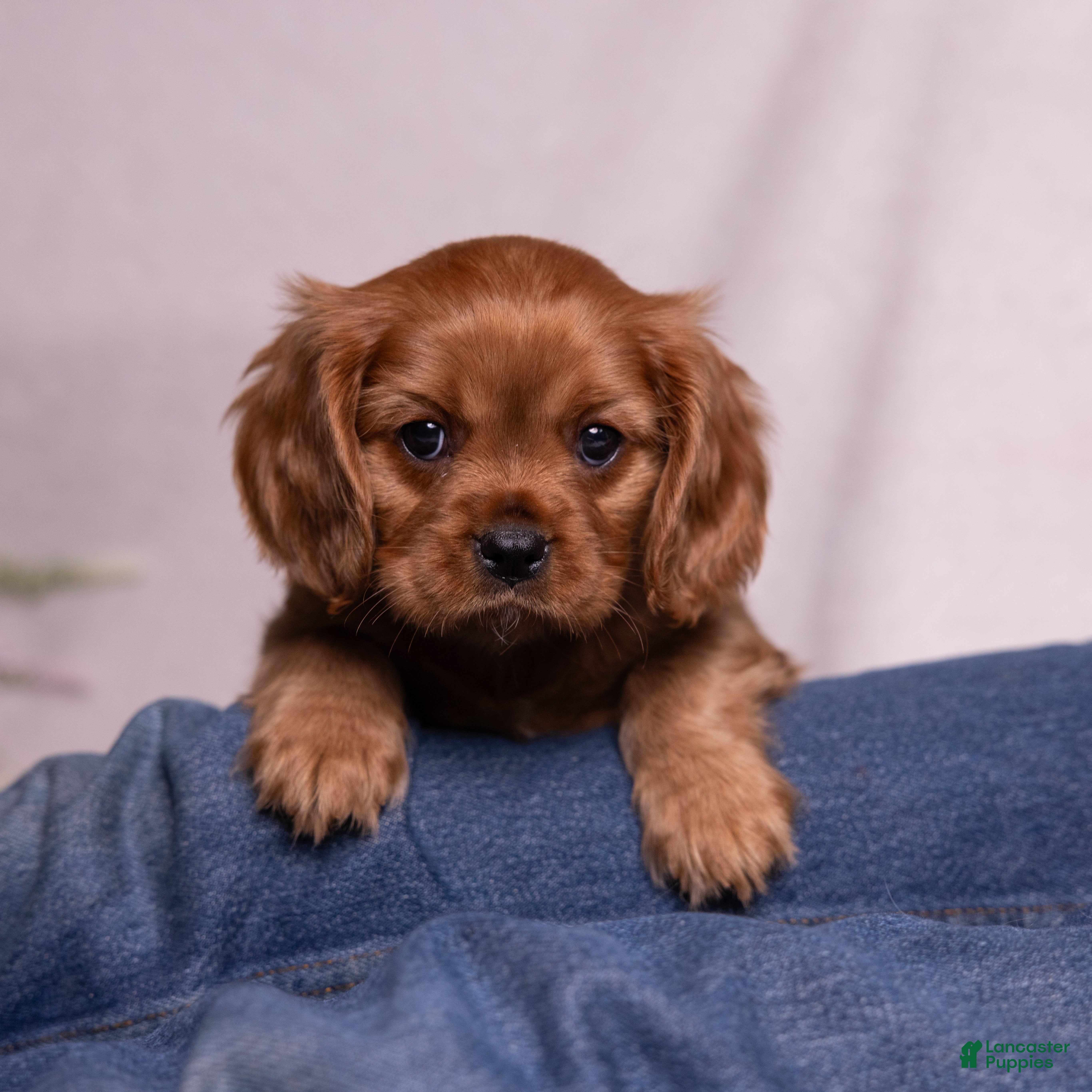 Cavalier King Charles Spaniel dogs Galileo - Ad 1