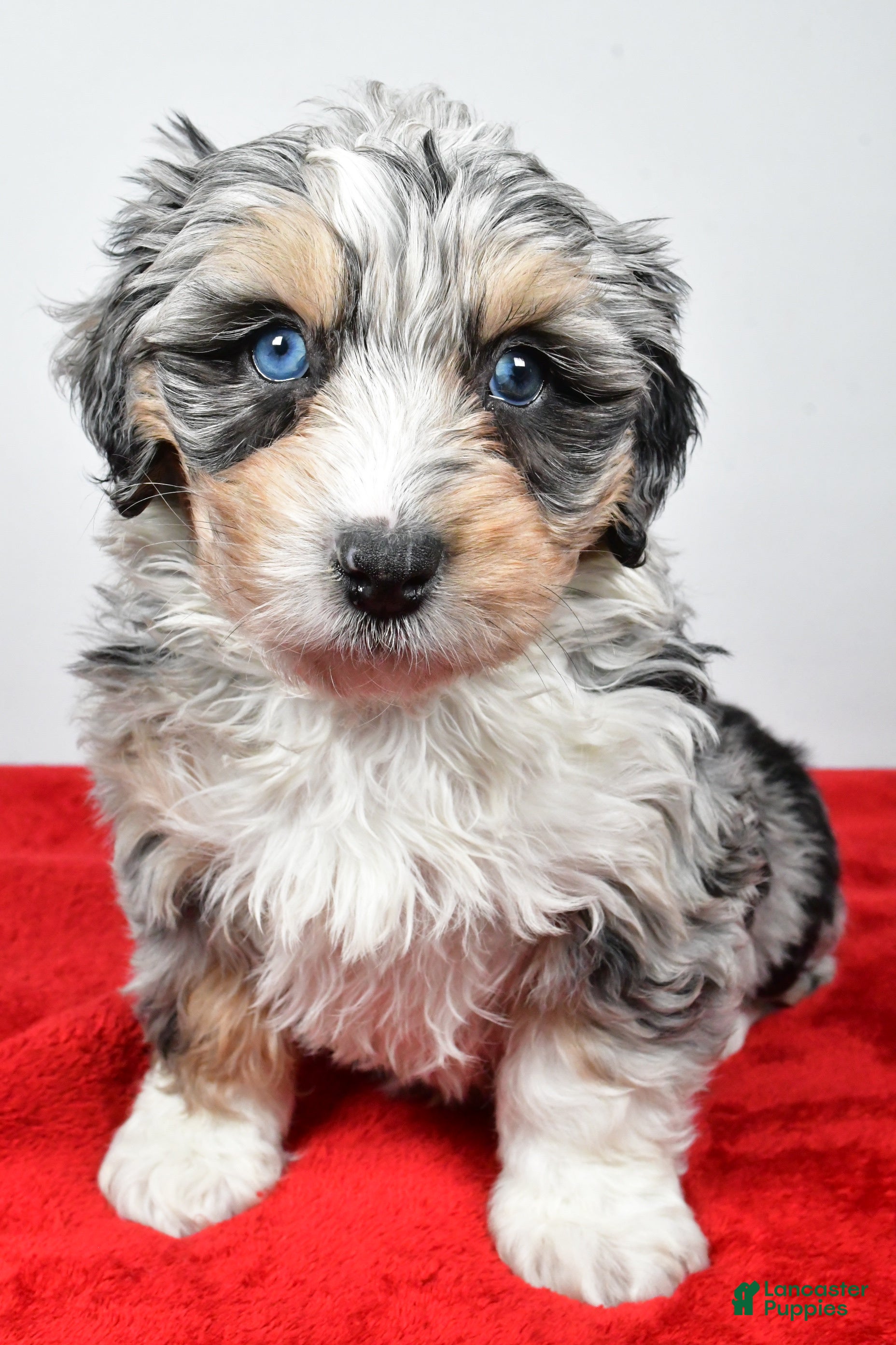 Mixed Breed dogs Mindy - Ad 15