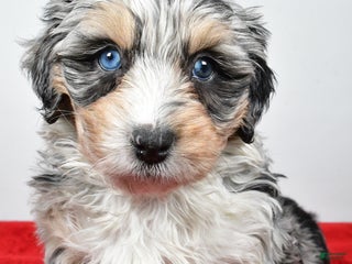 Mixed Breed dogs Mindy - Ad 15